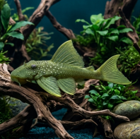 L200 Green Phantom Pleco