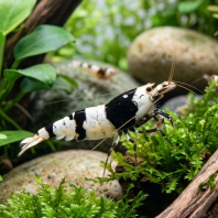 Crystal Black Shrimp