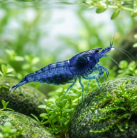 Blue Dream Shrimp