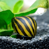 Zebra Snail