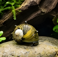 Sun Thorn Snail