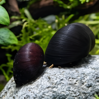 Military Helmet Snail