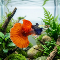 Redtail Dumbo Guppy