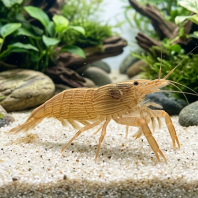 Mountain Shrimp