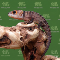 Crocodile Skink