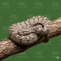 Egg Eater Snake