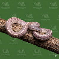 File Snake