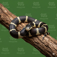 California King Snake
