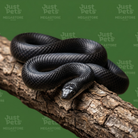 Mexican Black King Snake