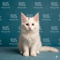 Mainecoon White