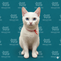 Domestic Short Hair