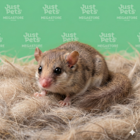 Dormouse