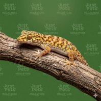 Patrii Gecko