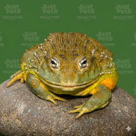 African Bull Frog