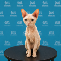Devon Rex