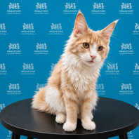 Mainecoon