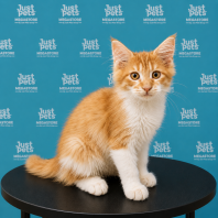 Mainecoon