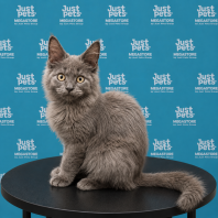 Mainecoon