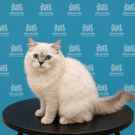 Non-standard Munchkin