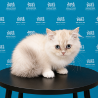 Persian 