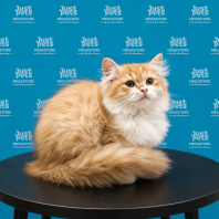 Persian x Mainecoon