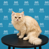 Persian x Mainecoon