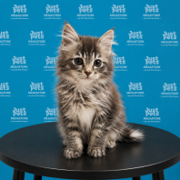 Persian x Mainecoon