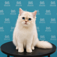 Persian