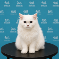 Ragdoll