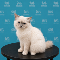 Ragdoll