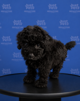 Toy Poodle