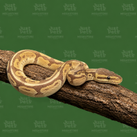 Ball Phyton Snake Banana Pied Het Clown