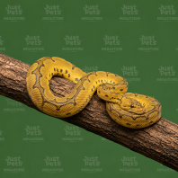 Ball Phyton Snake Firefly Clown