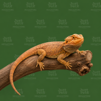 Bearded Dragon