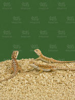 Bearded Dragon