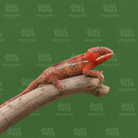Chameleon Ambilobe Panther