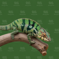Chameleon Sambrinano Panther