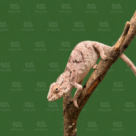 Chameleon Tamatave Panther
