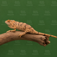Chameleon Ambilobe Panther
