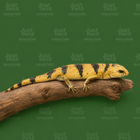 Peter Banded Skink