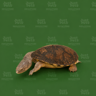 Turtle Snake Neck