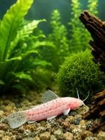 Albino Hoplo Catfish