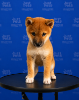 Shiba Inu