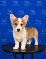 Longhair Corgi
