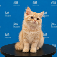 Persian Mainecoon