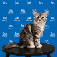 Mainecoon