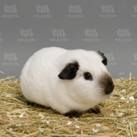 CALIFORNIA GUINEA PIG