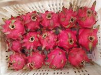 Dragon Fruit