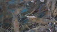 RAS Recirculating Aquaculture System Course (Freshwater & Saltwater Shrimp)