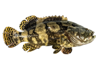Ikejime Hybrid Grouper (Whole, Cleaned)